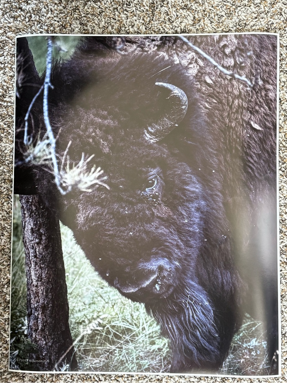 16 x 20 Bison/ Buffalo wall art photograph